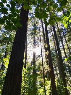 Seeking the light ~