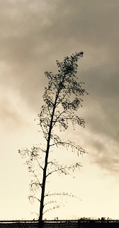 Solitude or loneliness ?