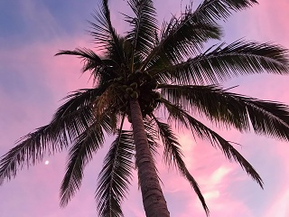 Tropical Dreams