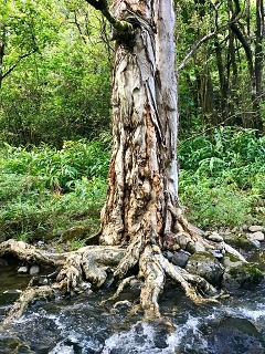 When we reach into the abundance of nature we can become deeply rooted within the earth