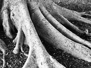I have roots, I have limbs, I have a body, I have a heartbeat ❤