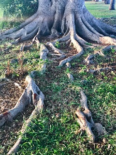 We never know where our path leads, through hard soil around obstacles, within this we grow tall and strong
